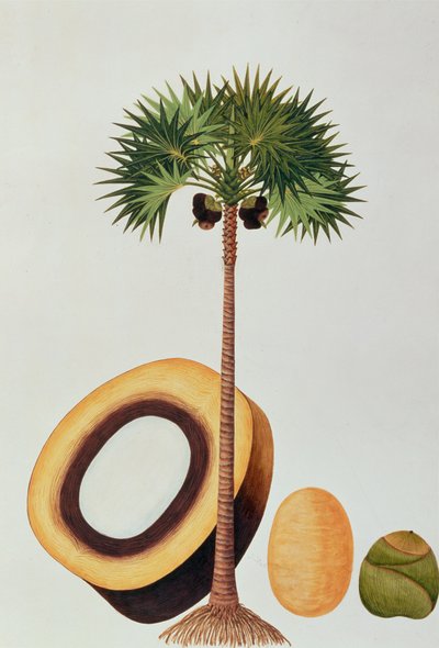 Booah Lontar o Palmyra Borassus, de Dibujos de Plantas de Malaca, c.1805-18 de Chinese School